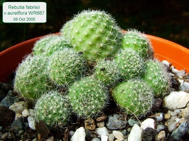 Rebutia_ fabrisii _v. aureiflora _WR687_ 01